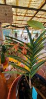 Orchidee aus Nordindien