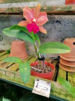 Orchideen Garten in Funchal