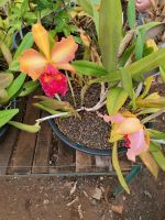 Orchideen Garten in Funchal