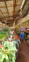 Orchideenzucht