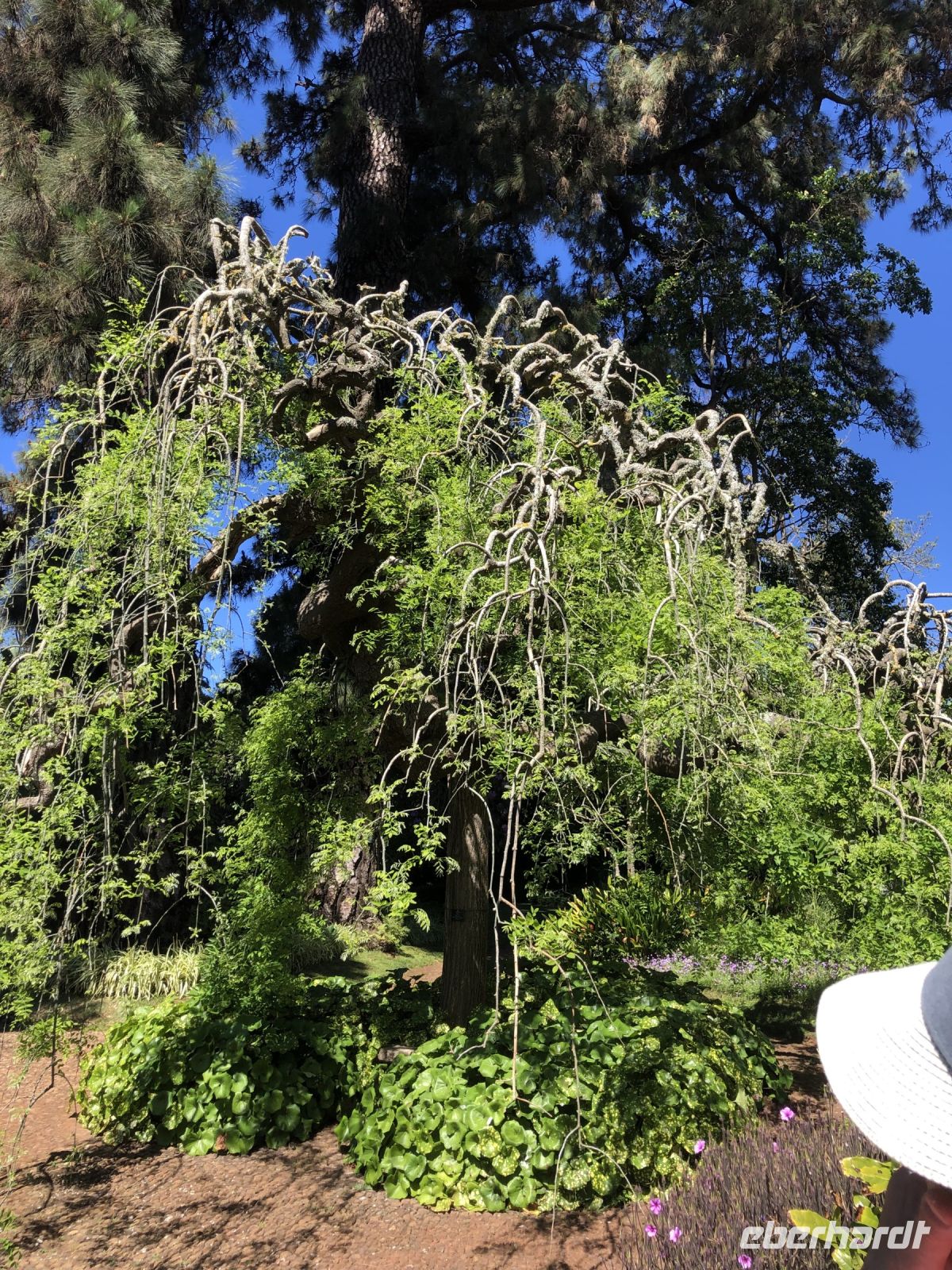 Pagodenbaum