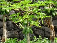 Papaya Bäume