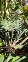 Philodendron Früchte