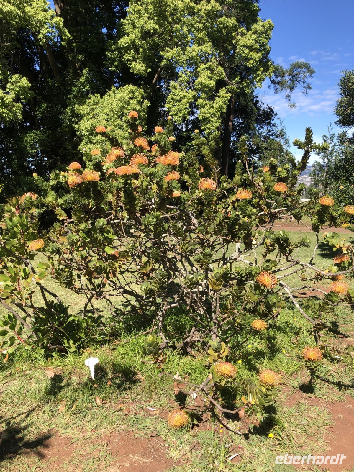 Proteas