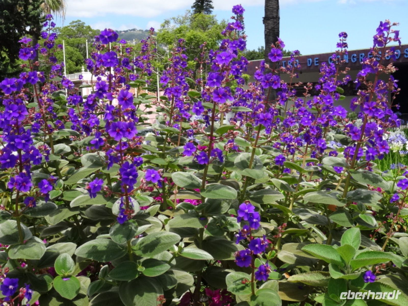 Quinta Vigia in Funchal - brasilianische Spinnenblume