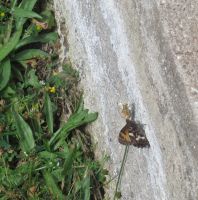 Schmetterling