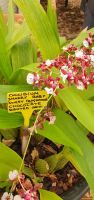 Schokoladen Orchidee