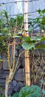 Tomaten Maracuja