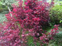 Tropical Garden in Monte - Iresinen-Pflanze