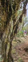 Wanderung im Lorbeerwald Fanal