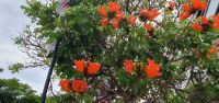 afrikanischer Tulpenbaum