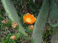 eine Kakteenblüte