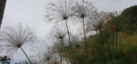im Bot.Garten