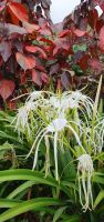 im Bota. Garten