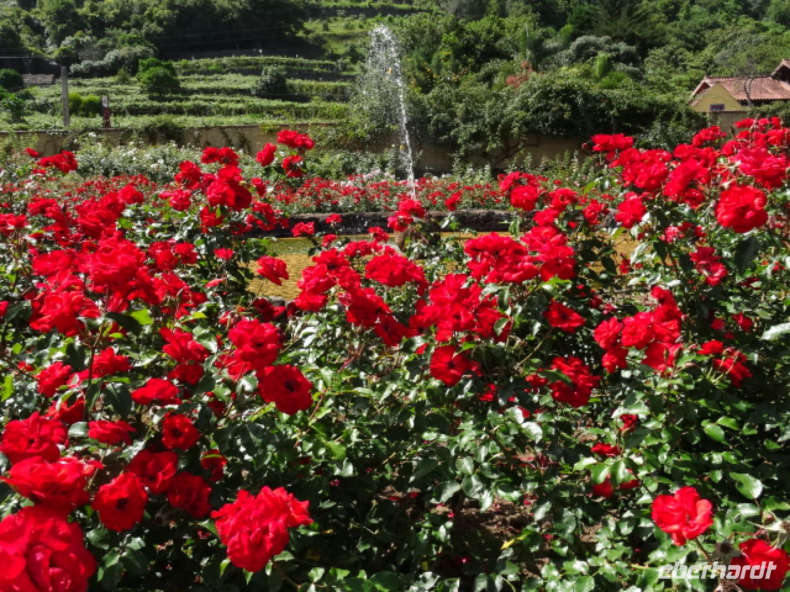 im Rosengarten
