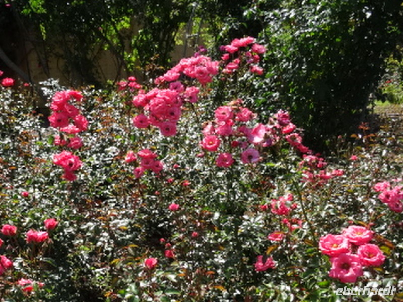 im Rosengarten