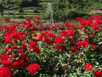 im Rosengarten