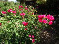 im Rosengarten