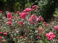 im Rosengarten