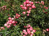 im Rosengarten