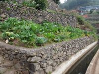 kleines Gemüsefeld an der Levada