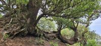 noch ein alter Lorbeerbaum