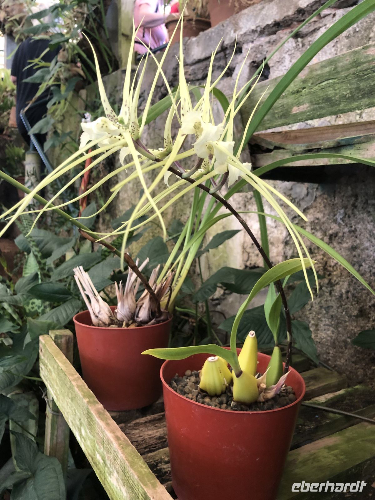 noch mehr Orchideen