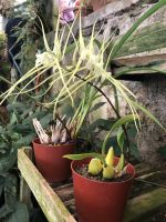 noch mehr Orchideen