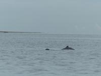 052 Irrawaddy-Delfin, Santubong, Kuching Wetlands Nationalpark, Borneo, Malaysia