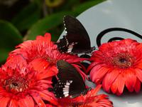 013 Schmetterlingshaus, Singapur Flughafen