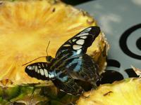 014 Schmetterlingshaus, Singapur Flughafen