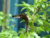 015 Schmetterlingshaus, Singapur Flughafen