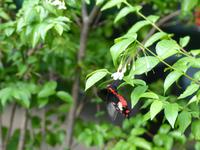 016 Schmetterlingshaus, Singapur Flughafen