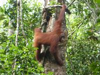 019 Orang Utan, Semenggoh, Kuching, Borneo, Malaysia