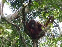 022 Orang Utan, Semenggoh, Kuching, Borneo, Malaysia