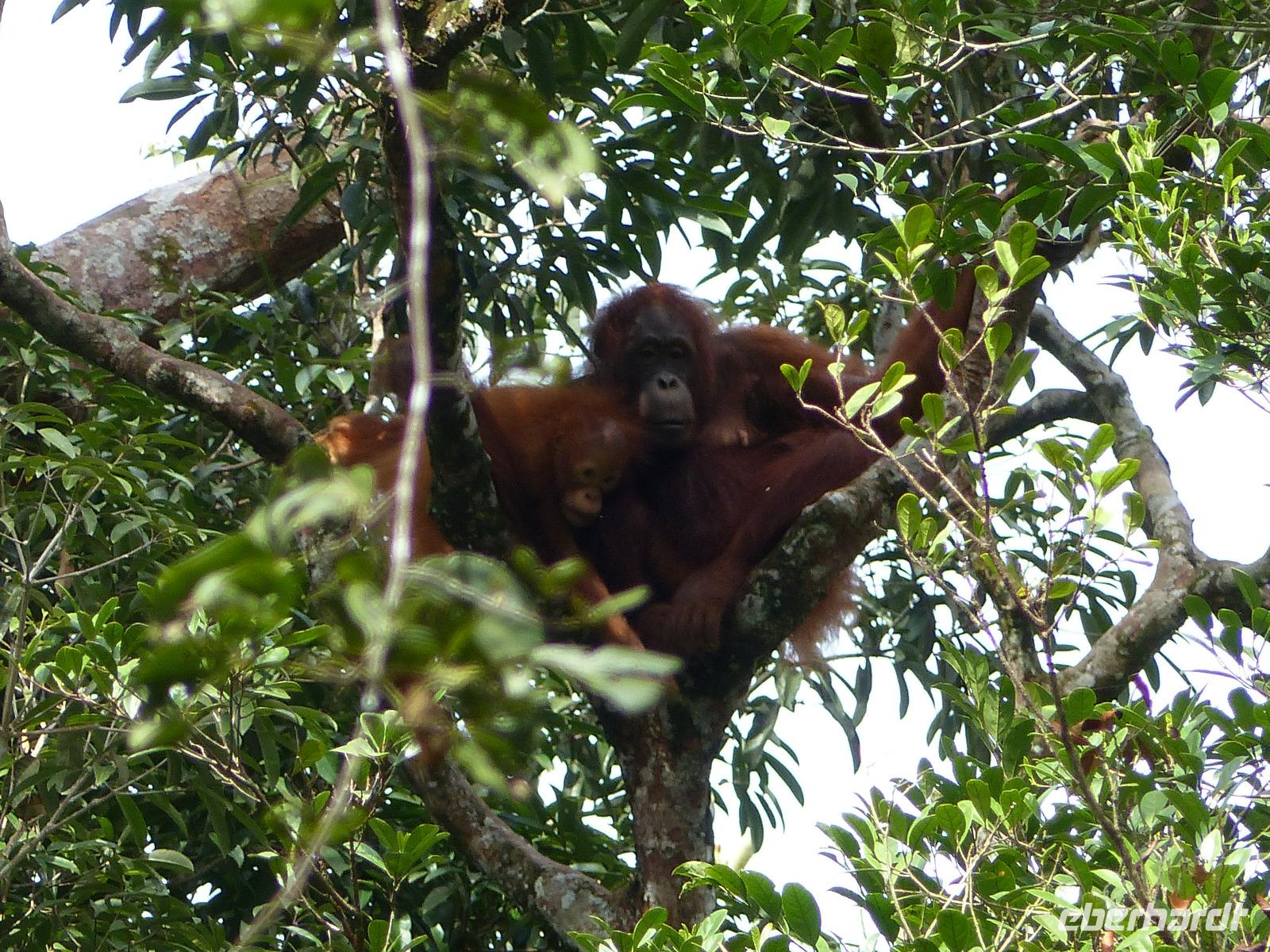 023 Orang Utan, Semenggoh, Kuching, Borneo, Malaysia
