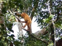 024 Orang Utan, Semenggoh, Kuching, Borneo, Malaysia