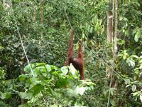 025 Orang Utan, Semenggoh, Kuching, Borneo, Malaysia