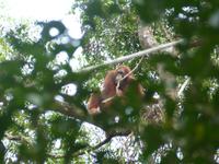 027 Orang Utan, Semenggoh, Kuching, Borneo, Malaysia