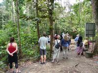 028 Orang Utan, Semenggoh, Kuching, Borneo, Malaysia
