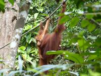 032 Orang Utan, Semenggoh, Kuching, Borneo, Malaysia