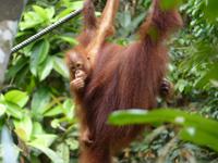 033 Orang Utan, Semenggoh, Kuching, Borneo, Malaysia