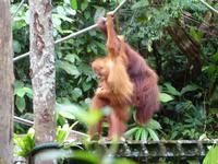 035 Orang Utan, Semenggoh, Kuching, Borneo, Malaysia
