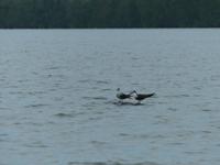 050 Santubong, Kuching Wetlands Nationalpark, Borneo, Malaysia
