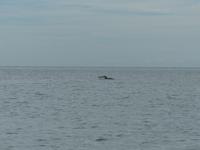 051 Irrawaddy-Delfin, Santubong, Kuching Wetlands Nationalpark, Borneo, Malaysia