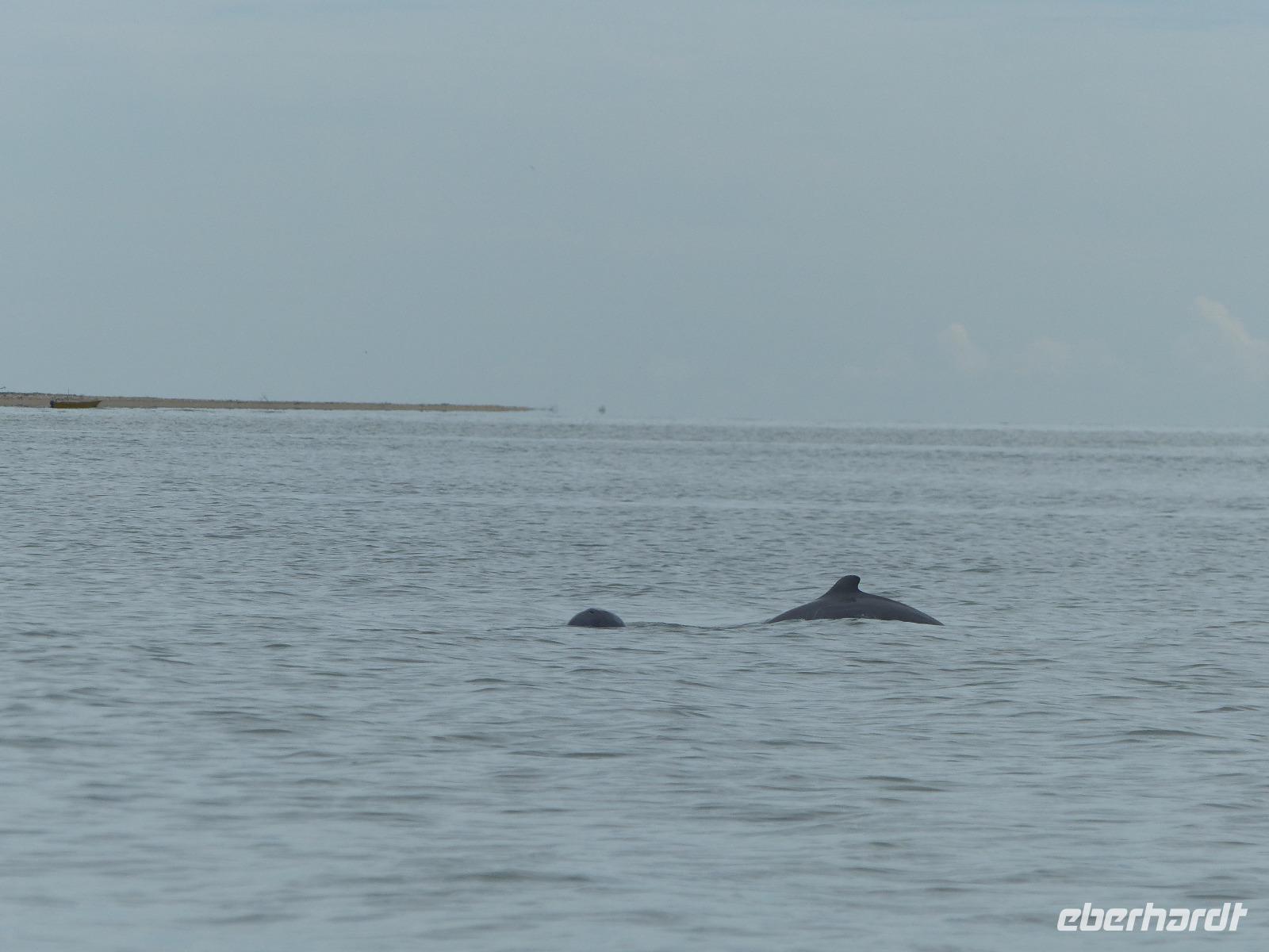 052 Irrawaddy-Delfin, Santubong, Kuching Wetlands Nationalpark, Borneo, Malaysia