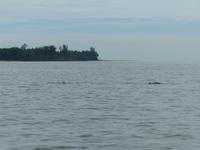 054 Irrawaddy-Delfin, Santubong, Kuching Wetlands Nationalpark, Borneo, Malaysia