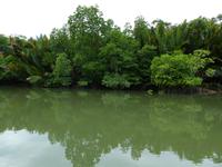 056 Mangroven, Santubong, Kuching Wetlands Nationalpark, Borneo, Malaysia