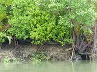058 Salzwasserkrokodil, Santubong, Kuching Wetlands Nationalpark, Borneo, Malaysia