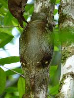 100 fliegender Lemur, Bako Nationalpark, Borneo, Malaysia